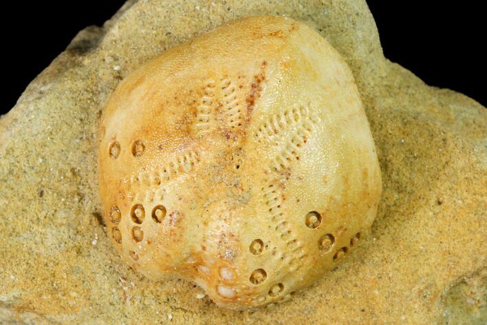 Sea Urchin (Lovenia) Fossil on Sandstone - Beaumaris, Australia #144374